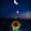 derinda_204